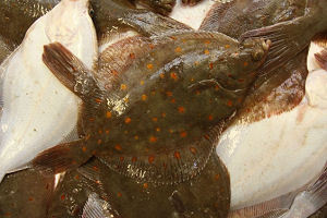 Te weinig wildgevangen Nederlandse vis in horeca