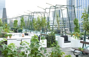 Rotterdam krijgt groen dakterras in centrum
