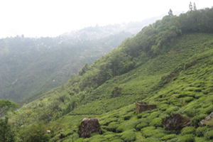 Eerste lentepluk Daarjeeling-thee naar Nederland