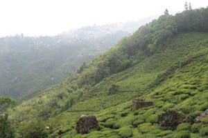 Eerste lentepluk Daarjeeling-thee naar Nederland