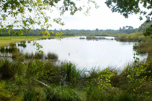 Horeca helpt Staatsbosbeheer met onderhoud Mastbos
