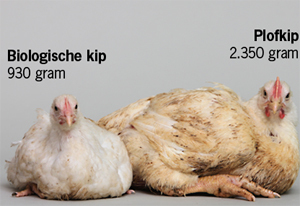 Kipactie Wakker Dier tegen KFC en Subway