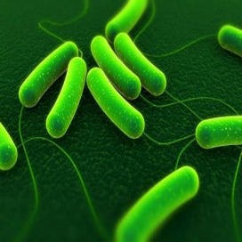 Kantoorkeukens krioelen van bacteriën
