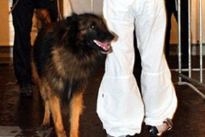 Drugshonden ingezet in horeca Sluis