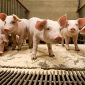 Varkens met keurmerk bij NH, Subway en Bakker Bart