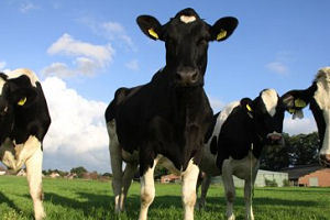 Wakker Dier organiseert andermaal Eetgeendierendag