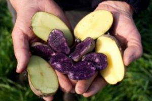Biologische producten op het menu in Brabantse bedrijfsrestaurants