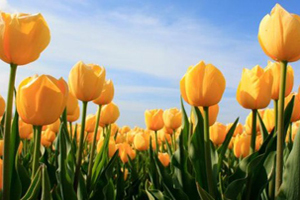 Buitenlandse toerist minder lang in Nederland