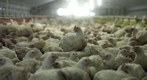 Meer bedrijven zullen plofkip weren