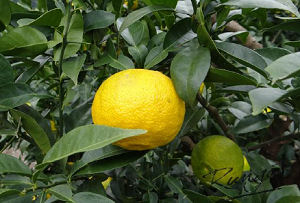 Verse Japanse yuzu mag eindelijk EU in