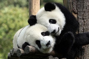 Hotel steekt geld in panda's