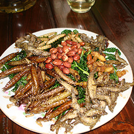 Insectensnacks proeven in Pestaurant Rentokil