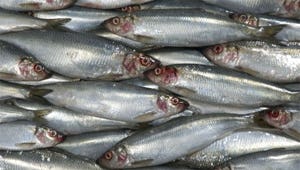 Veiling van eerste haring uitgesteld