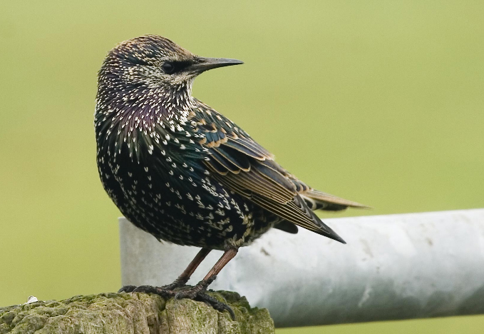 De Pronckheer blijft voorlopig spreeuw serveren