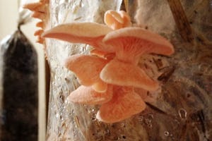 Facebook-pagina Tropicana Paddenstoelen