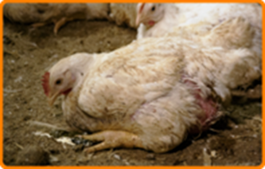 Meer ziekenhuizen bannen plofkip