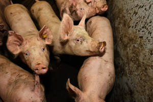 Burger King en Domino's kiezen scharrelvarken