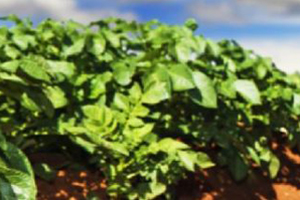 Cateraar De Timp poot eigen aardappel