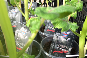 Bram Ladage deelt aardappelplanten uit