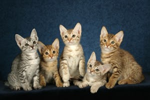Betaald katten aaien in het Britse Cat Cafe