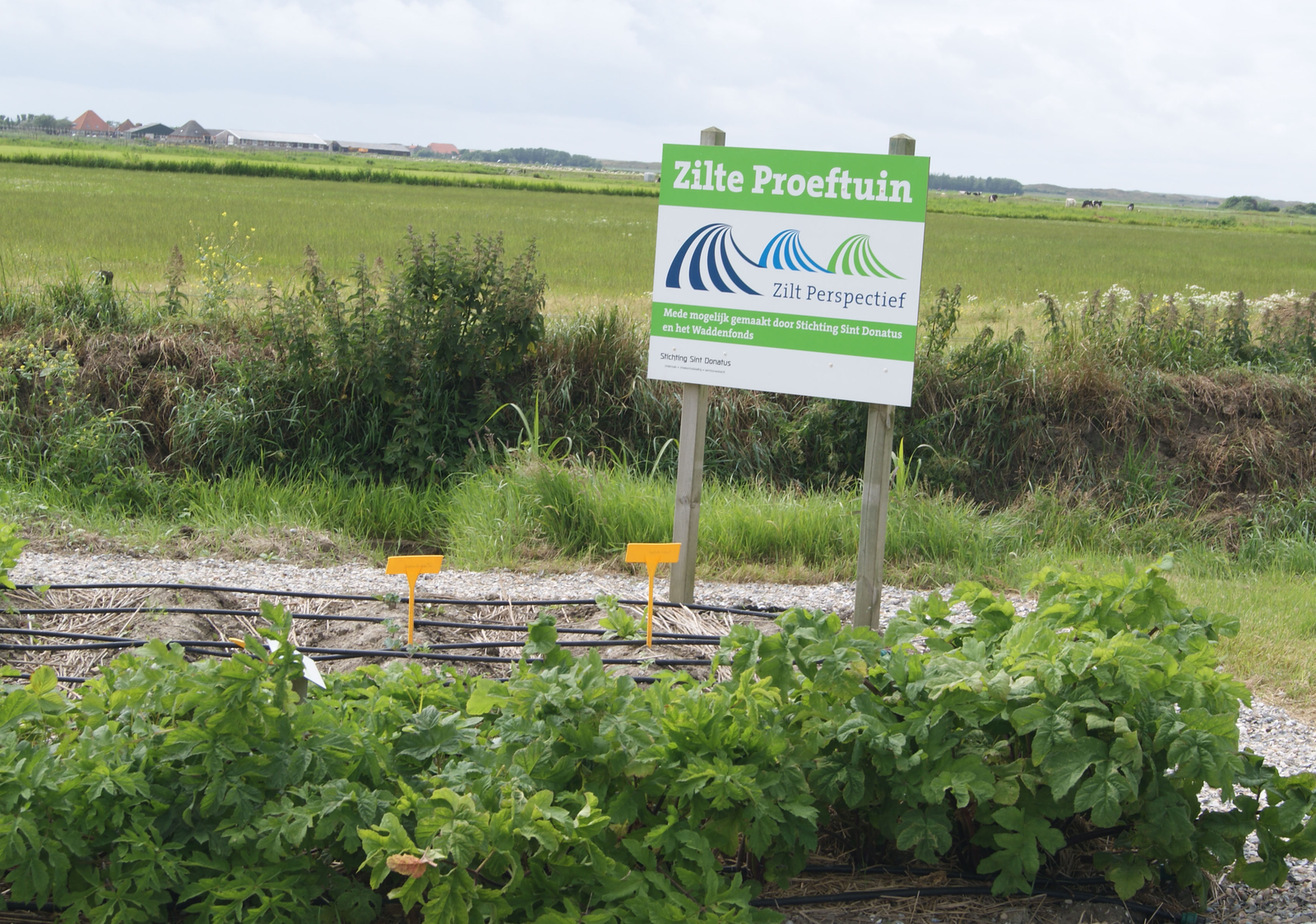 Op zeewier geteelde culinaire aardappel op komst
