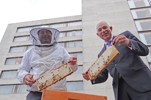Hilton Rotterdam gaat eigen honing produceren