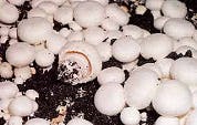 Onderzoek fraude met champignons