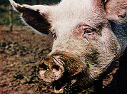 Varken in restaurant uit wraak