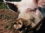 Varken in restaurant uit wraak