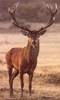 Wilddag bij Hanos in september