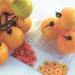 Gele tomaten nog weinig in trek