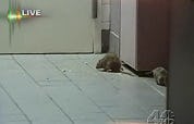 Rattenplaag in fastfoodzaak