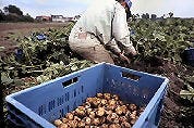 Aardappeldieven op heterdaad betrapt
