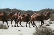 Team Van der Loo doorstaat Gobi-woestijn