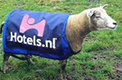 Hotels.nl zet nog meer schapen in