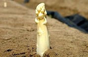 Noorden steekt al flink asperges