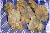 350 gram truffels op eerste Belgische plantage