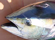 Conferentie over tonijnbescherming