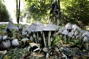 Polen plukken illegale paddestoelen voor horeca
