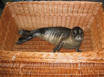 Grand Hotel Arion redt aangespoelde zeehond