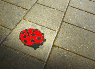 Aanhouding in moordzaak Hoornse café-uitbater