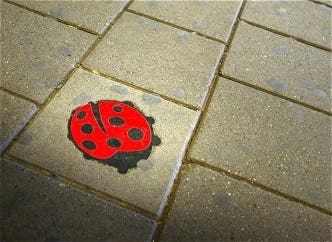 Aanhouding in moordzaak Hoornse café-uitbater