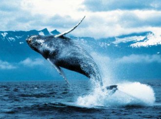 Japanse fastfoodketen komt met walvisburger