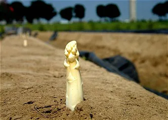 Exclusieve Limburgse asperge voor restaurants