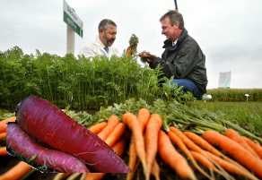 Restaurants geïnteresseerd in nieuwe paarse wortel