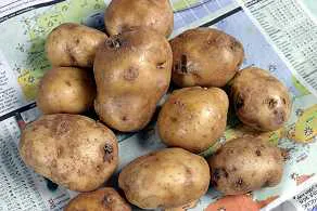 Deel aardappeloogst verloren door regen