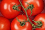 Tomatenplukkers McDonald's krijgen meer loon