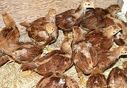 EU-landen eens over kippenruimte