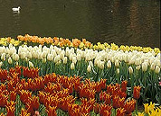 'Tulpen weg bij Holland-promotie