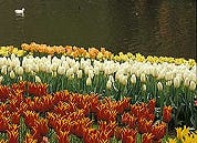 'Tulpen weg bij Holland-promotie